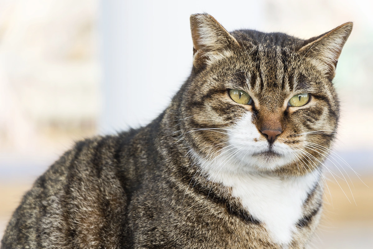 Picture of FeLV in Cats | Middlesex Veterinary Center