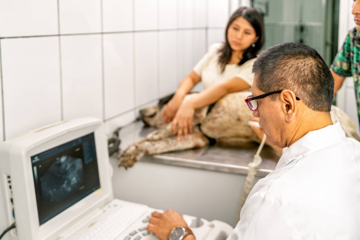 diagnostic-imaging-pet-health-problems