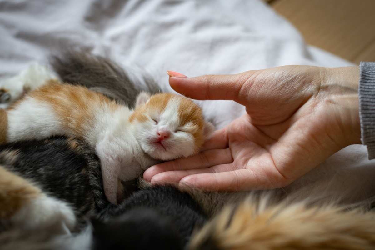 common-kitten-illnesses-warning-signs