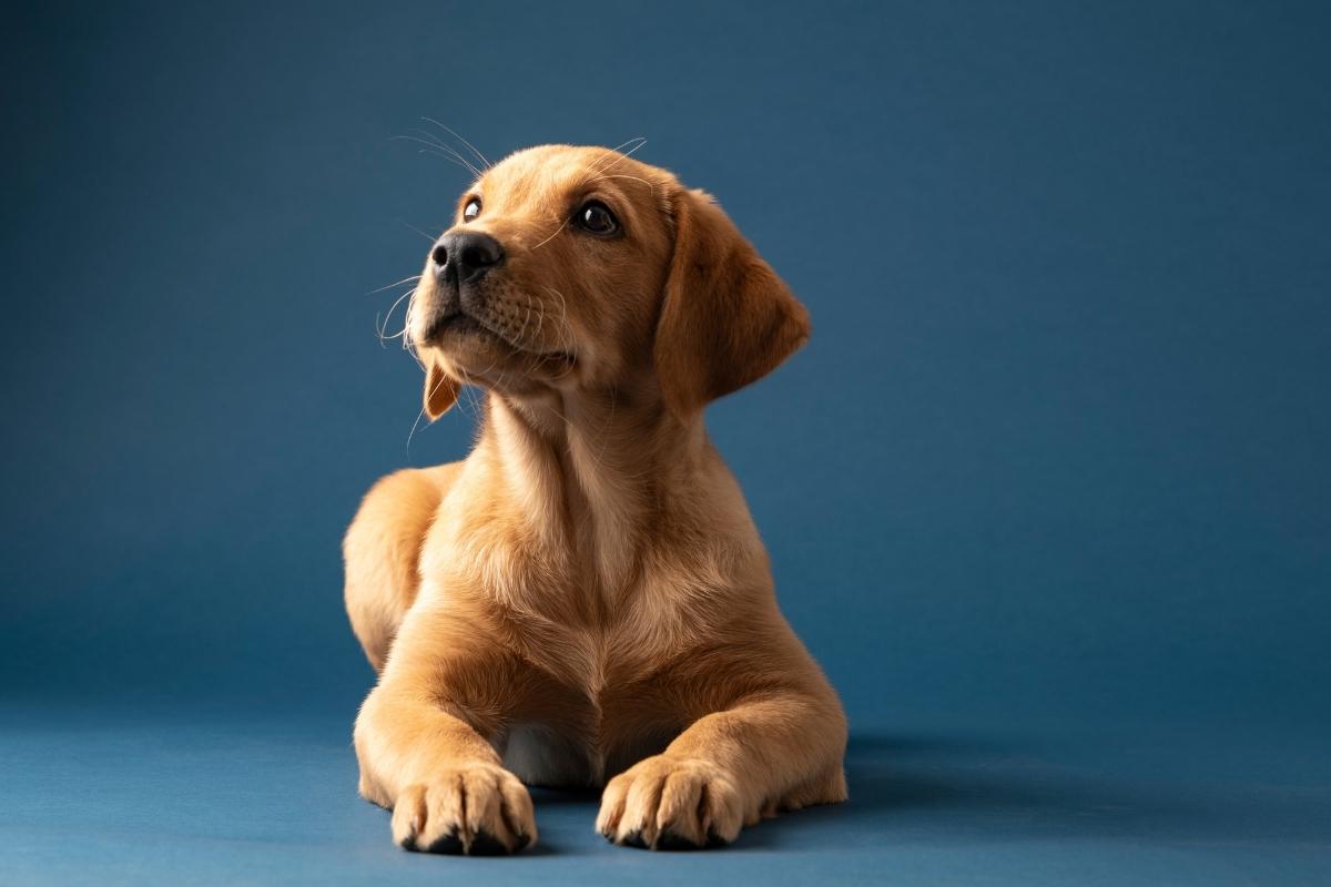 what-is-gastropexy-surgery-in-dogs
