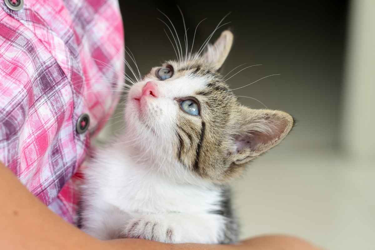 coccidia-in-cats-symptoms-causes-treatment-prevention