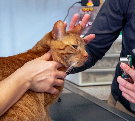 Quality Veterinary Care, Every Step of the Way - Urgent Care