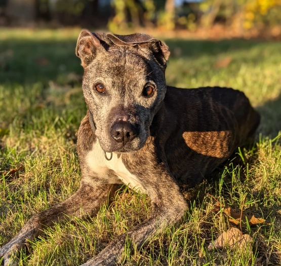 End of Life Care - Peaceful Goodbyes for Beloved Pets