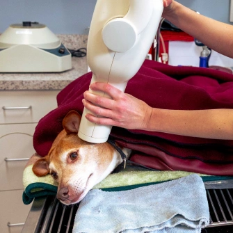 Full Service Vet Clinic - Dental Care