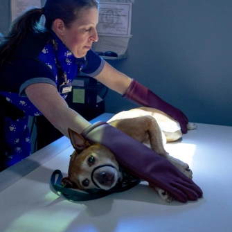 Full Service Vet Clinic - Diagnostic Services