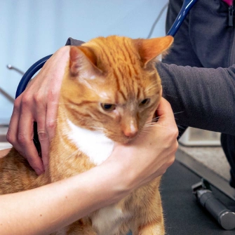 Full Service Vet Clinic - Pain Management