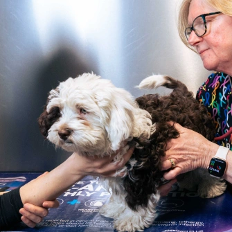 Full Service Vet Clinic - Preventative Care