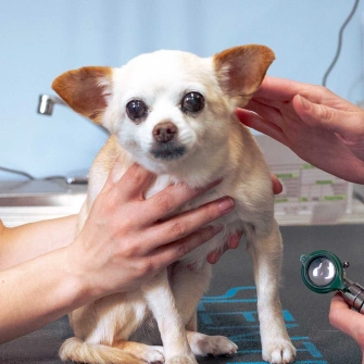Full Service Vet Clinic - Puppy Kitten Care