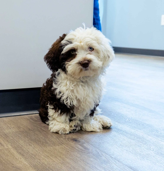Complete Veterinary Care for Young Pets
