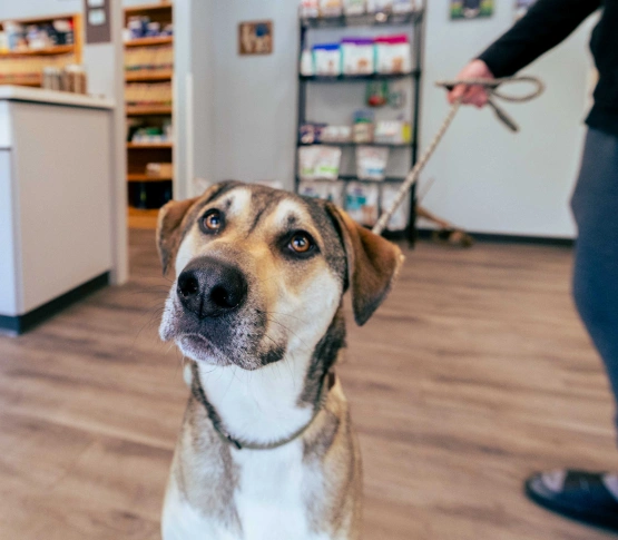 Pet Health Made Simple With Petdesk