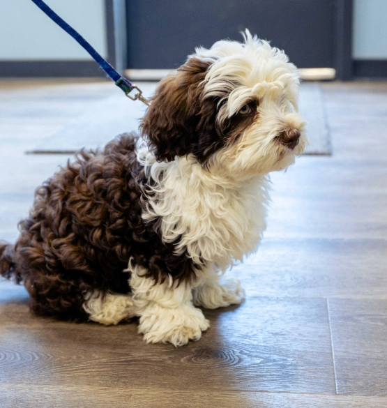 Helpful Links for Pet Owners