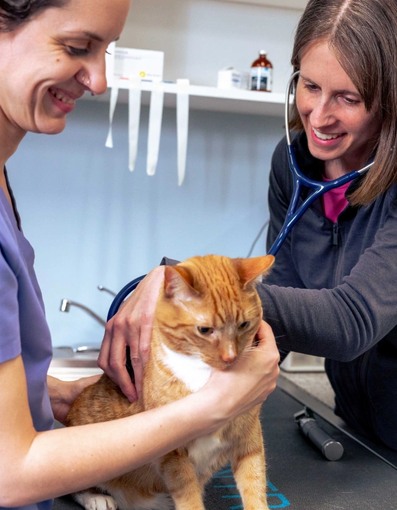 Pet Preventative Care In Littleton, MA