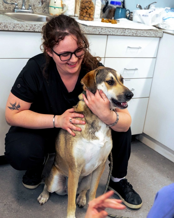 Pet Preventative Care In Littleton, MA - Microchipping