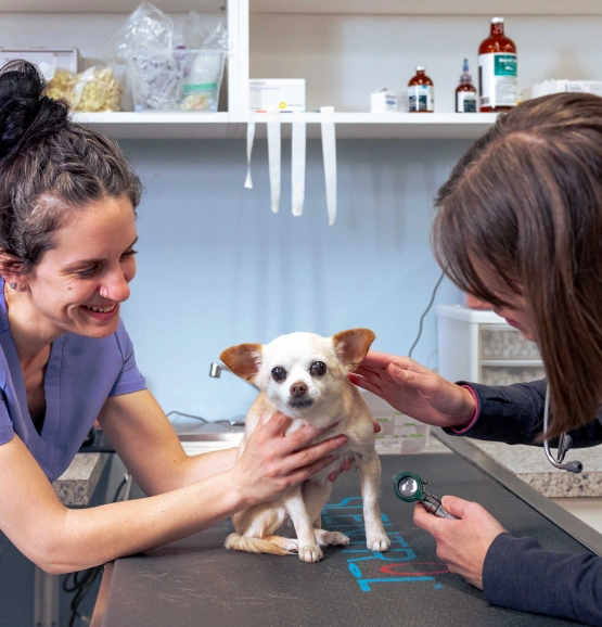 Puppy Kitten Care