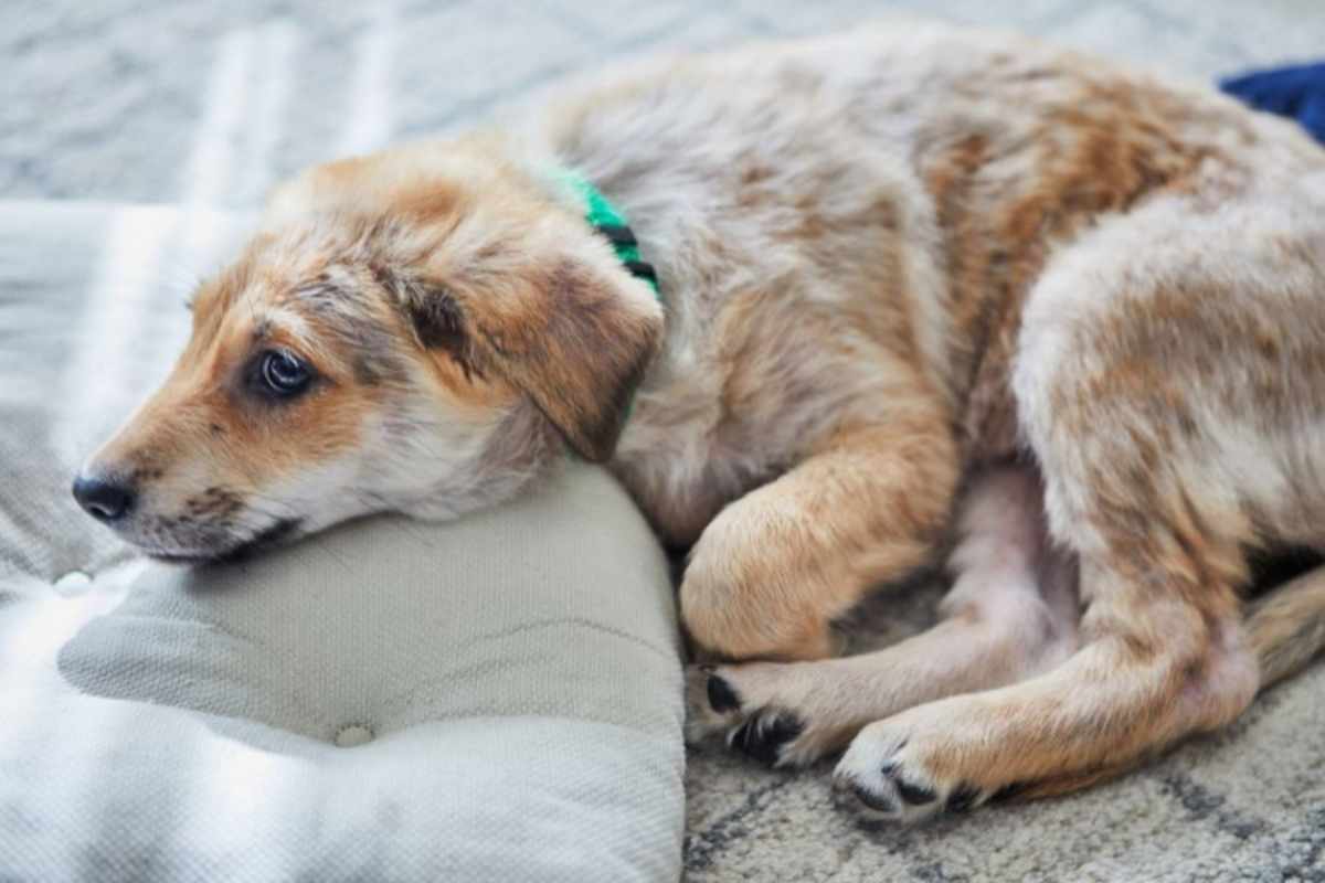 rat-poison-ingestion-pets-symptoms-urgent-steps
