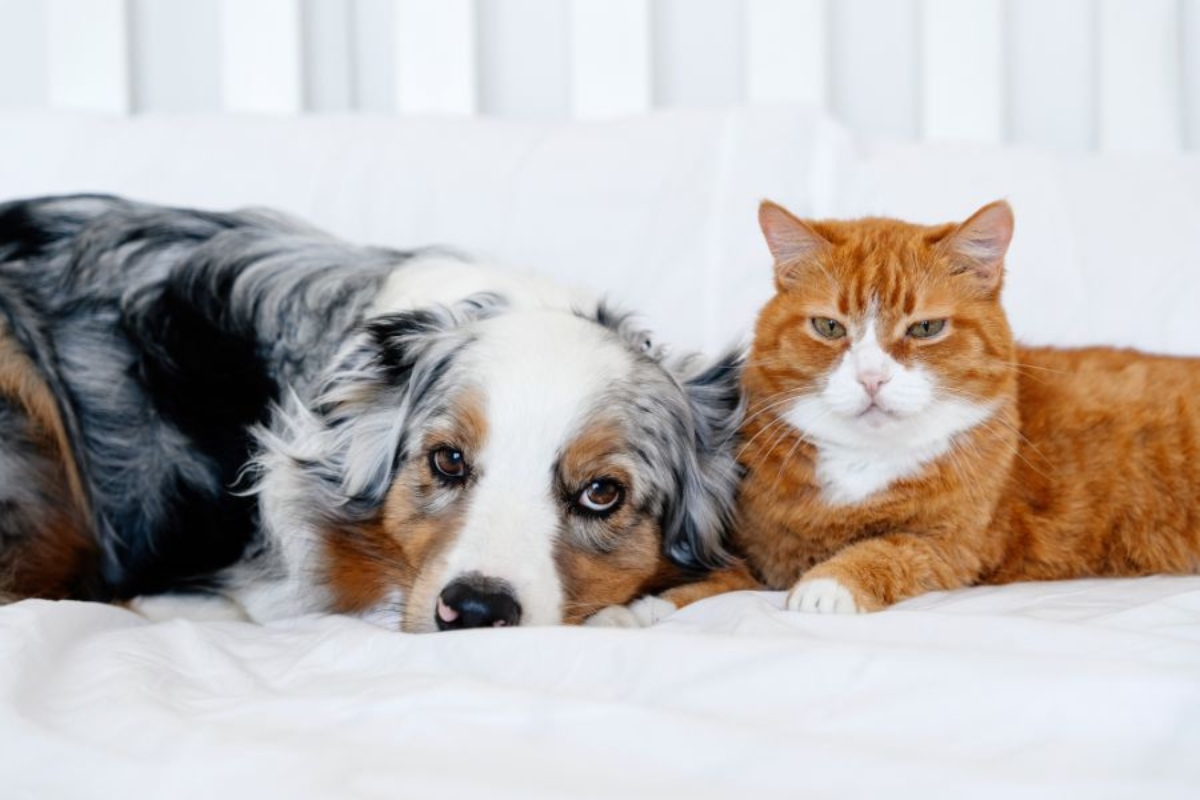 common-diseases-senior-dogs-cats