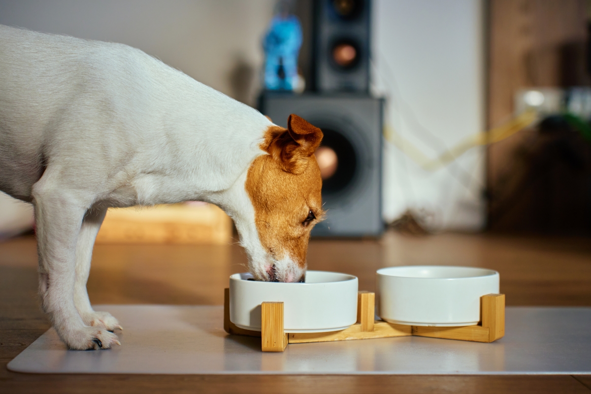 healthy-pet-nutrition-plan-life-stages