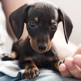 A black and tan Dachshund puppy being gently held, looking toward the camera with a curious expression.