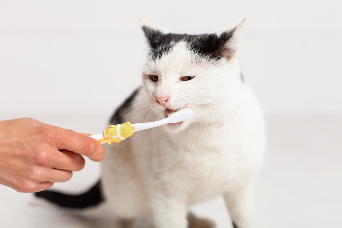 low-stress-cat-toothbrushing-routine