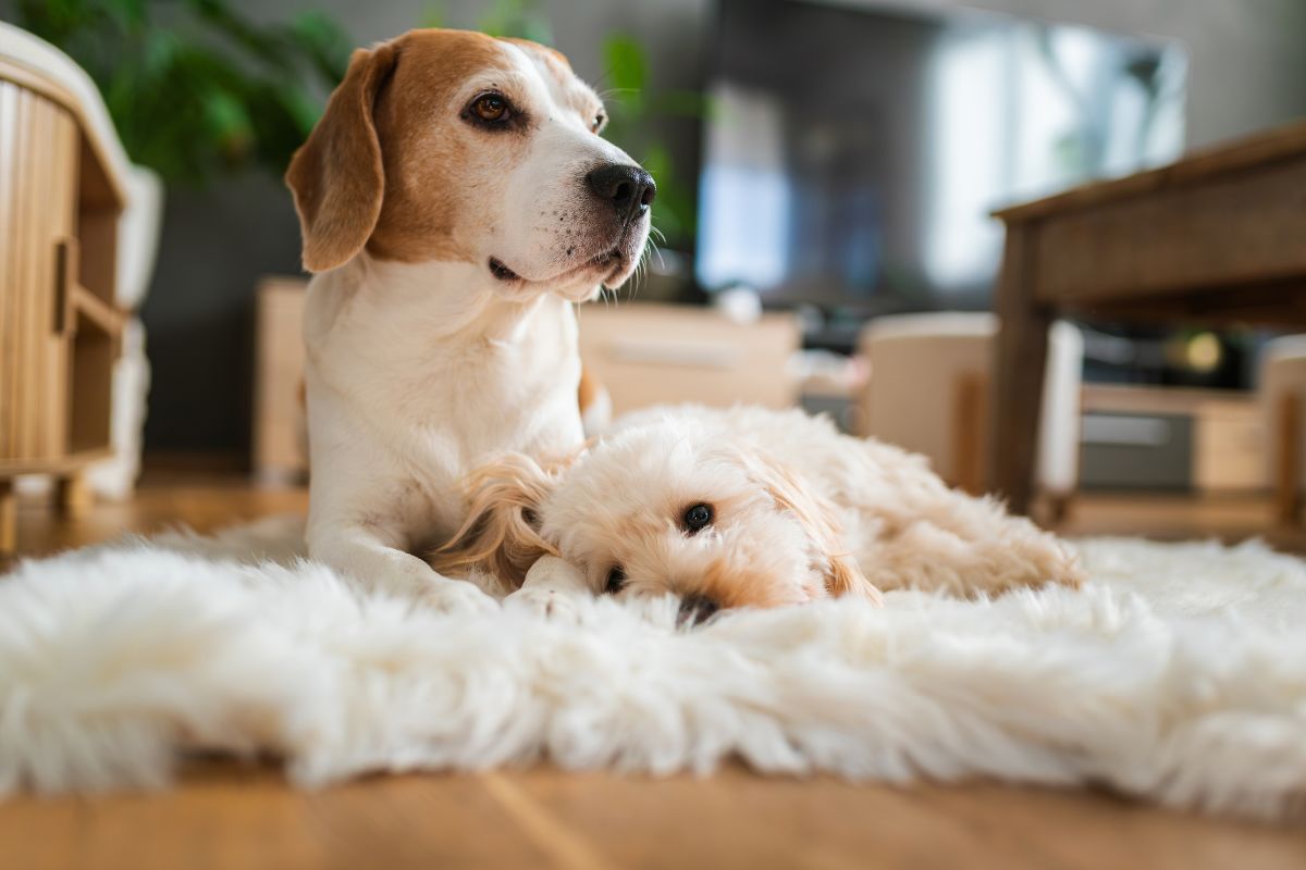 pet-recovery-at-home