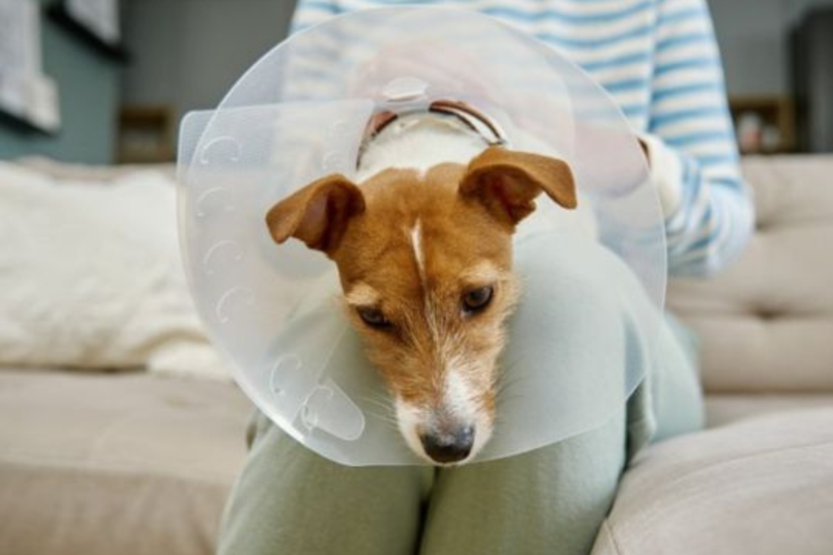 dog-skin-lump-removal-surgery