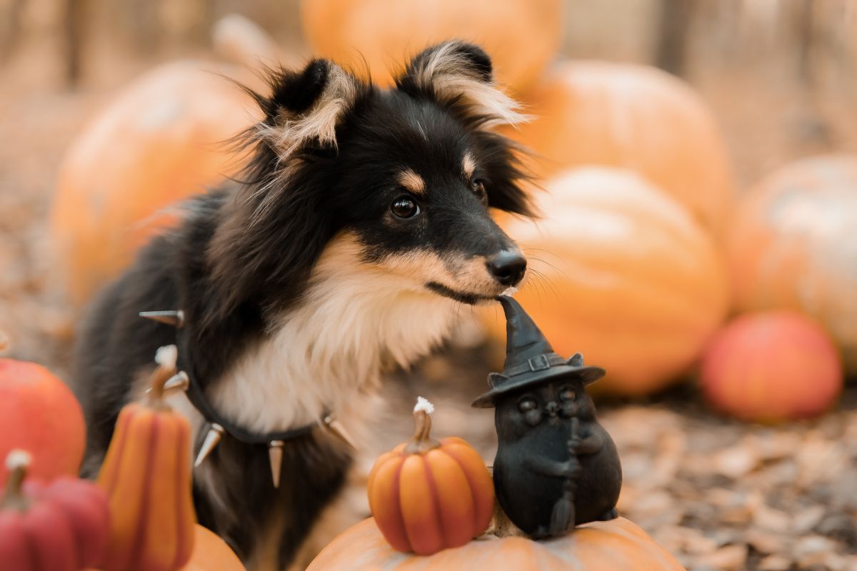 pet-microchip-id-check-halloween-safety