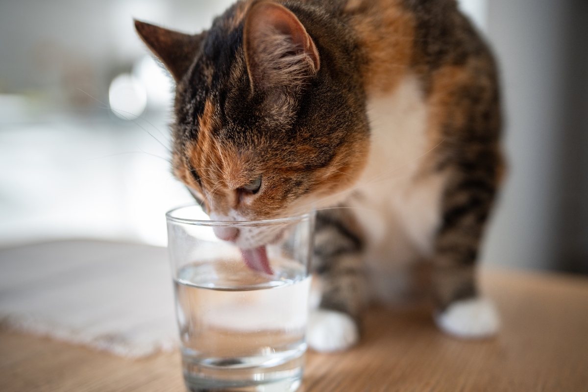 why-is-my-cat-drinking-so-much-water